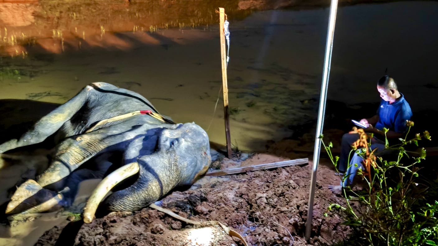 Gajah TNWK mati.