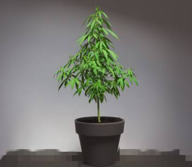 Ilustrasi tanaman ganja di pot