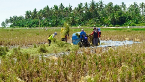 Koperasi Adhyaksa Bangkitkan Asa Petani Lewat Padi Biosalin