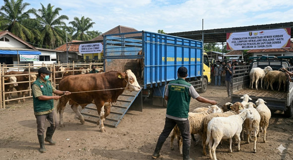 Permintaan Hewan Kurban Meningkat, Penjualan Sapi dan Domba Asal Lampung Melonjak di 2026