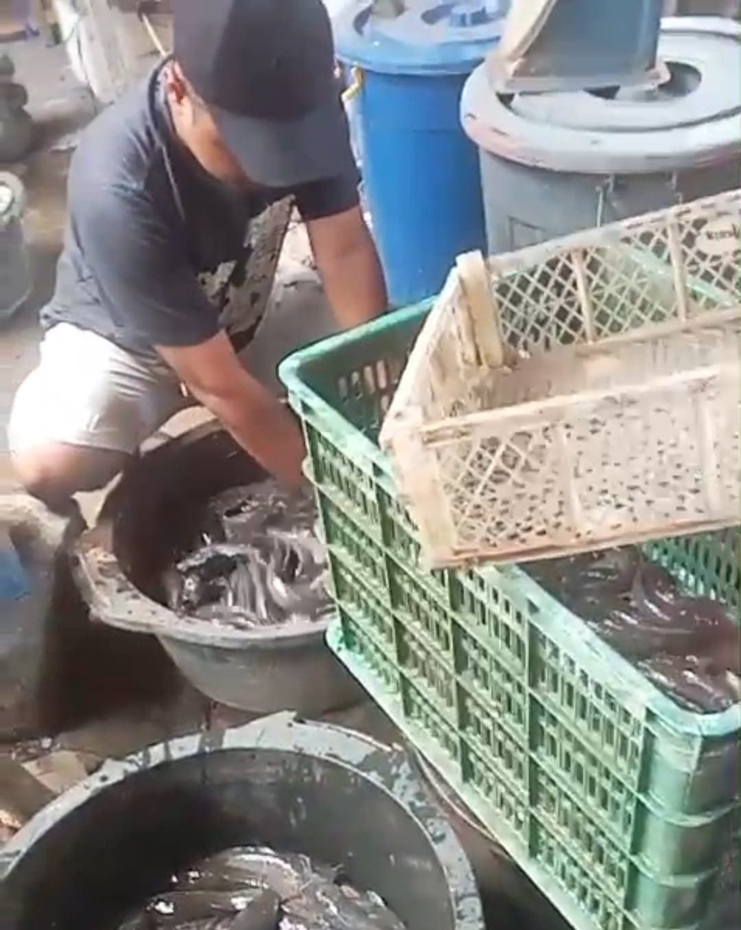 Permintaan Lele di Mesuji Stabil Sejak MBG