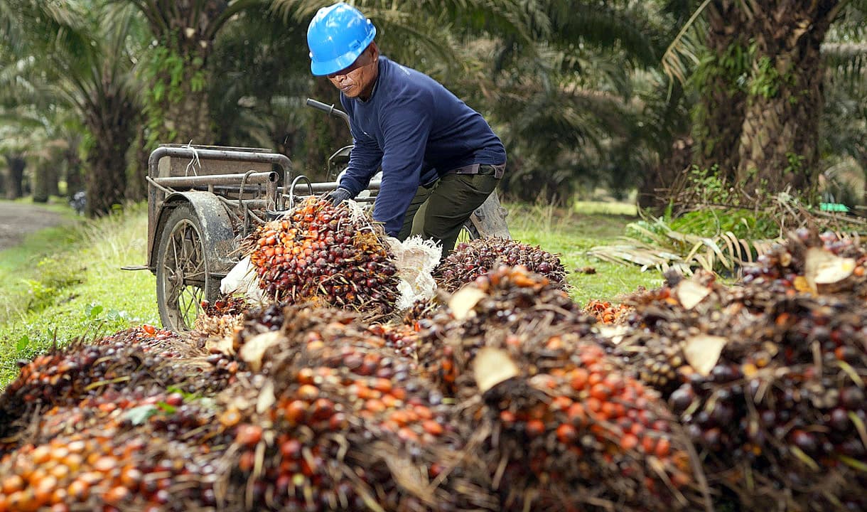 Produksi Surplus, Minyak Kelapa Sawit RI Mampu Pasok Kebutuhan Dunia