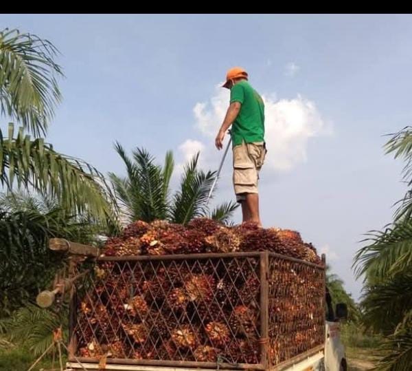Harga Sawit Anjlok, Petani di Waykanan Keluhkan Ketimpangan Harga TBS dan CPO