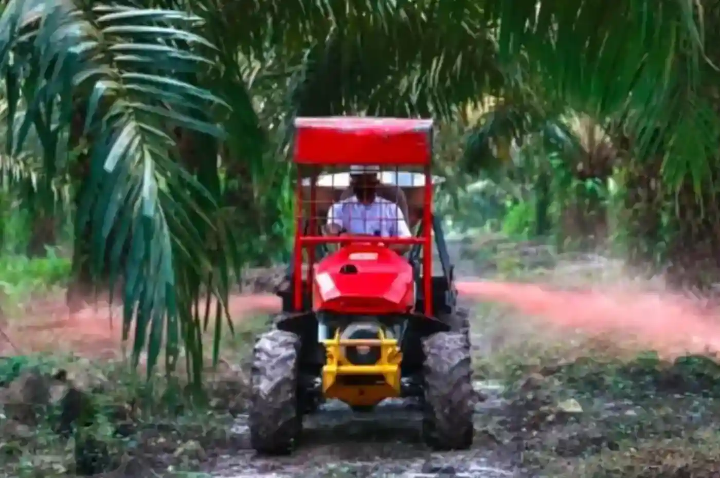 PTPN IV Regional III Siap Replanting 862 Hektare Sawit di Riau