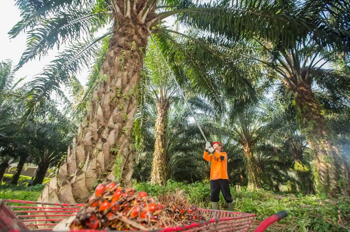 Akselerasi PSR, PTPN IV PalmCo Rampungkan Rekomtek 2.287 Hektare di Awal 2026