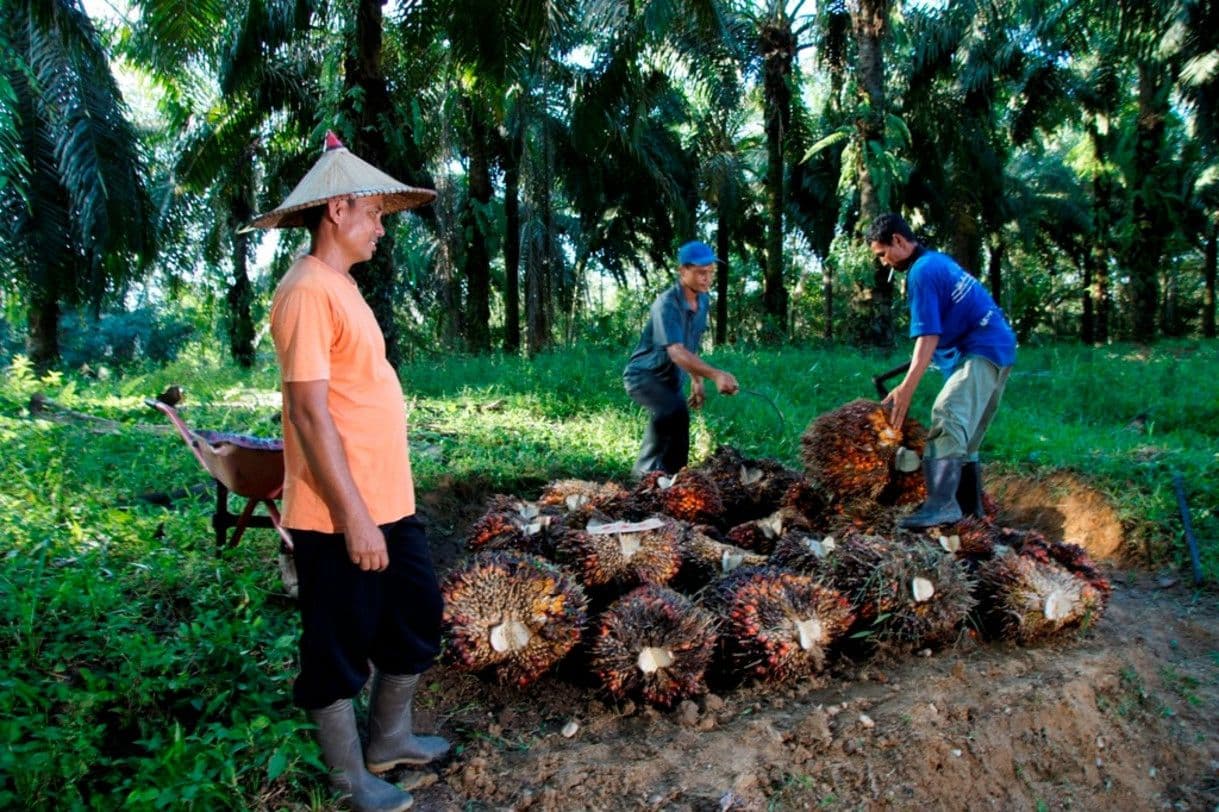 Harga Sawit Bergejolak, PTPN IV PalmCo Pastikan Serapan TBS Petani Tetap Berjalan Sesuai Regulasi